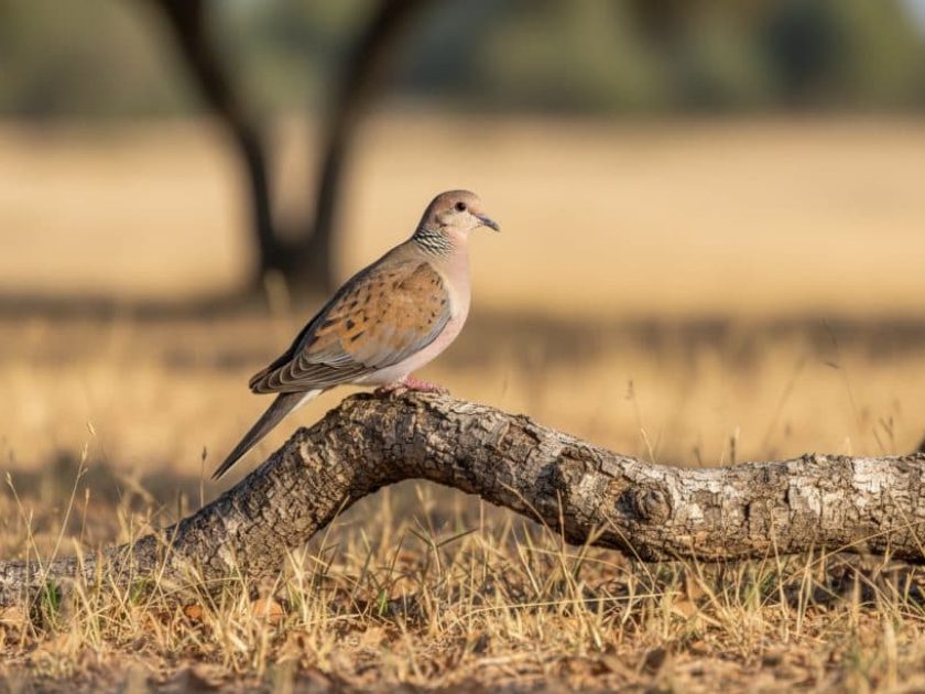 Hembra de Tórtola europea