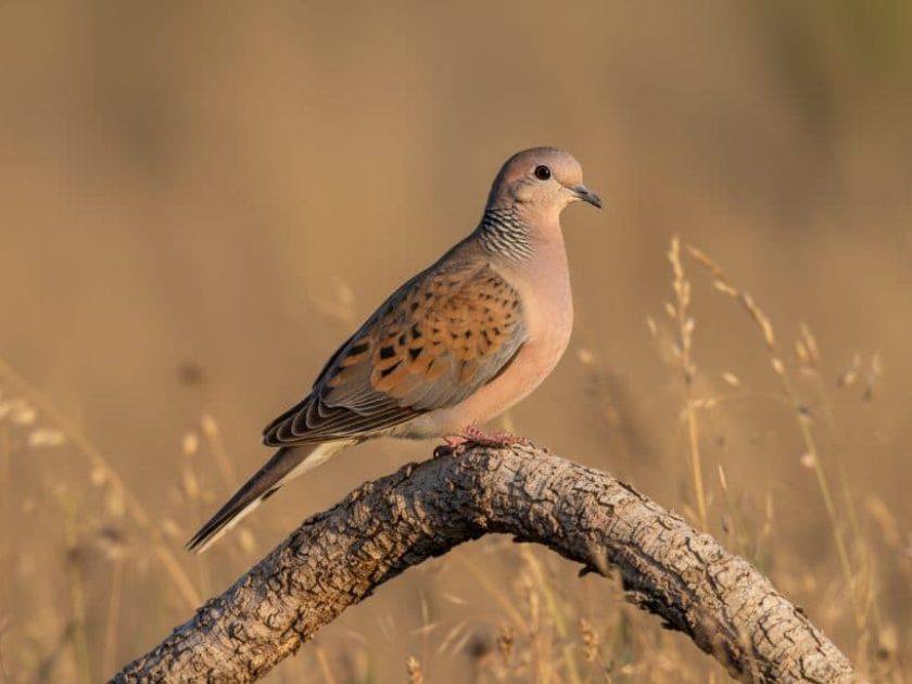 Tórtola europea