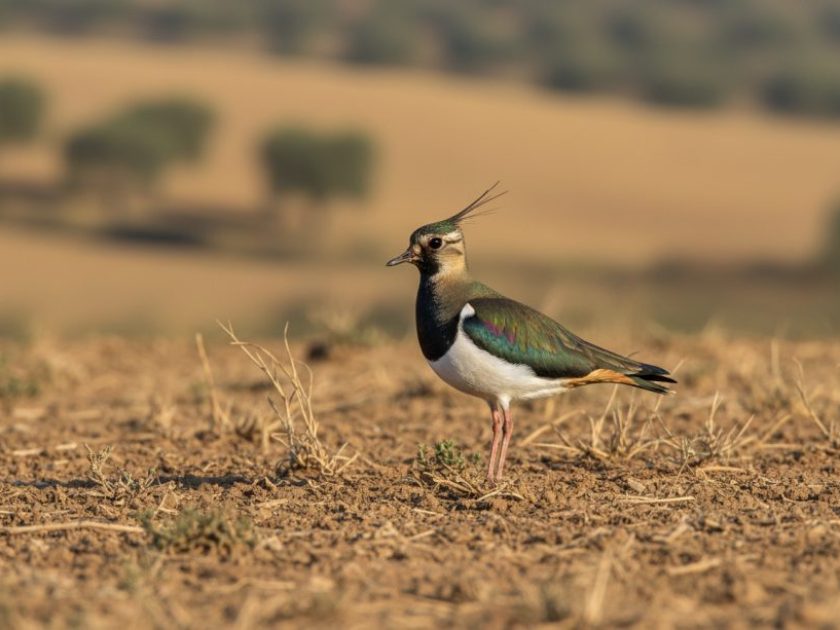 Hembra de Avefría europea