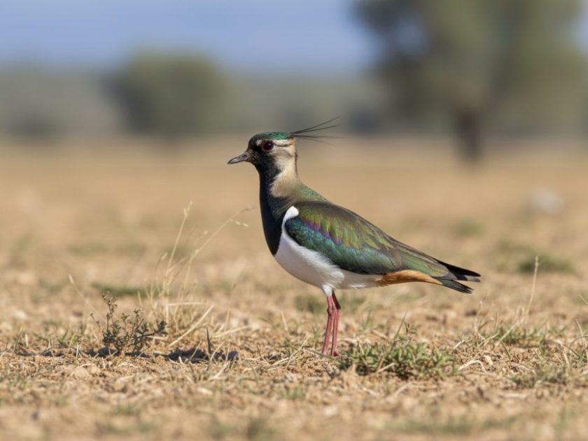 Avefría europea